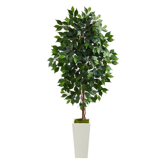 4.5ft. Ficus Tree in White Planter